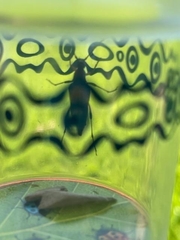 Etorofus obliteratus