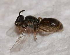 Lasioglossum illinoense
