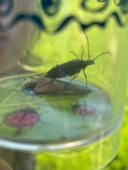 Etorofus obliteratus