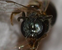 Lasioglossum illinoense