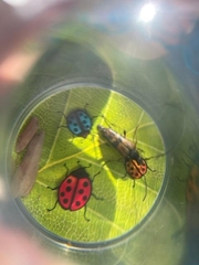 Etorofus obliteratus