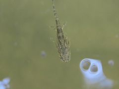 Ambystoma talpoideum