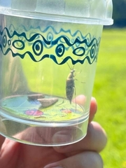 Etorofus obliteratus