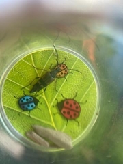 Etorofus obliteratus