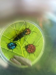 Etorofus obliteratus