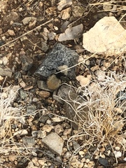 Dasymutilla magna