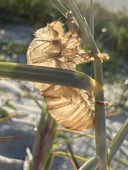 Diceroprocta viridifascia