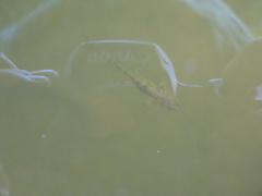 Ambystoma talpoideum