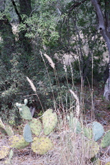 Bothriochloa torreyana