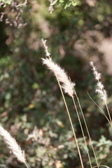 Bothriochloa torreyana