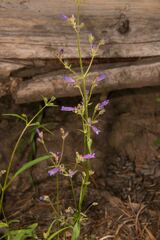 Penstemon gracilentus