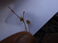 Eriogonum vimineum