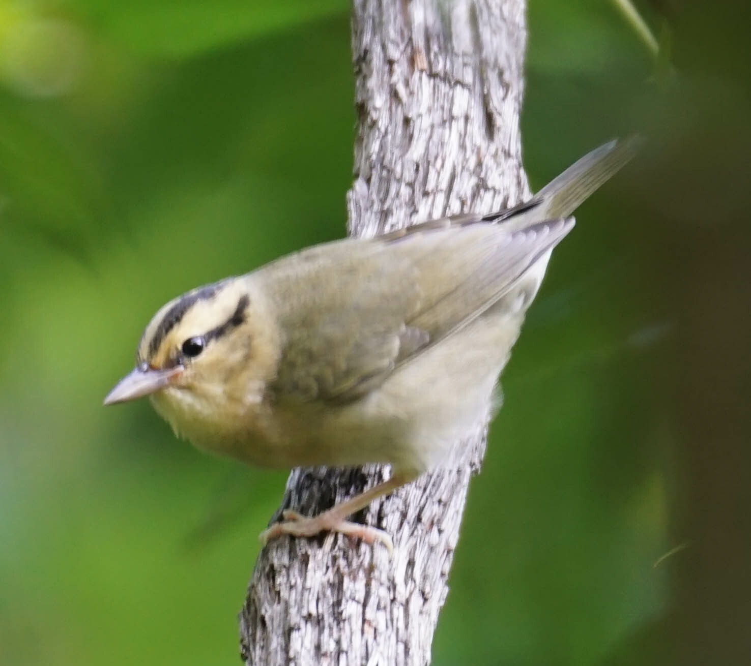 Worm-eating Warbler illustration