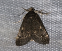Loxostegopsis xanthocrypta