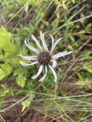 Eurybia eryngiifolia