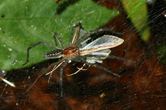 Aglaoctenus castaneus