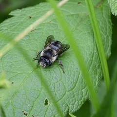 Anthophora terminalis