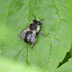 Anthophora terminalis