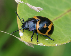 Labidomera clivicollis
