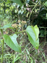 Cissus hastata