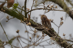 Glaucidium sanchezi