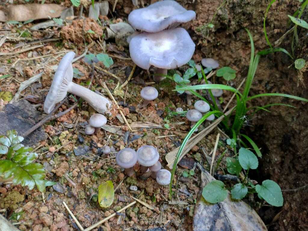Collybia sordida · July 2022 · photo: © diogoluiz (iNaturalist, cc-by)