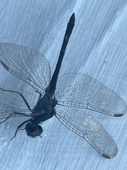Erythrodiplax berenice
