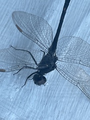 Erythrodiplax berenice