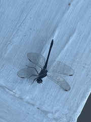 Erythrodiplax berenice