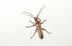 Centrodera decolorata