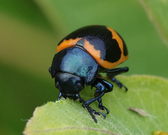 Labidomera clivicollis