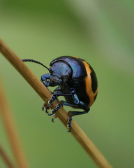 Labidomera clivicollis