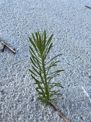 Erigeron canadensis pusillus