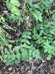 Astragalus glycyphyllos