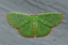 Nemoria lixaria
