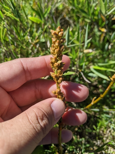 Aletris glabra, photograph 1