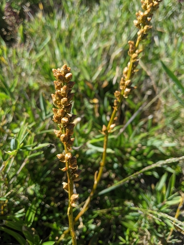 Aletris glabra, photograph 2