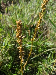 Aletris formosana