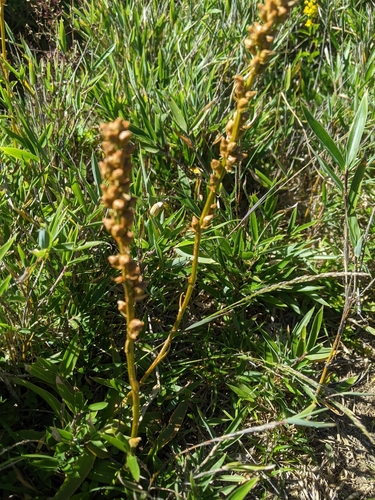 Aletris glabra, photograph 3