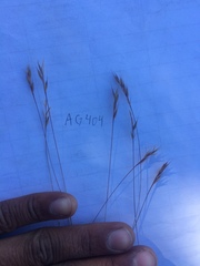 Festuca microstachys