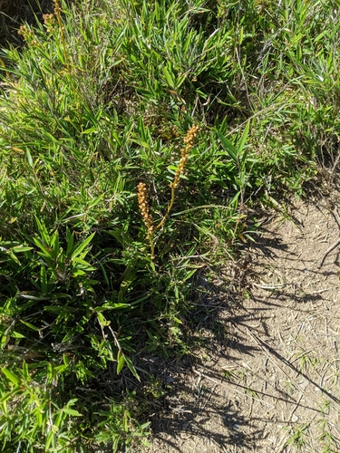 Aletris glabra, photograph 4