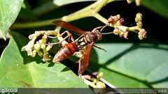 Polistes japonicus