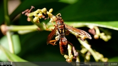 Polistes japonicus