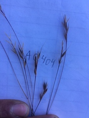 Festuca microstachys