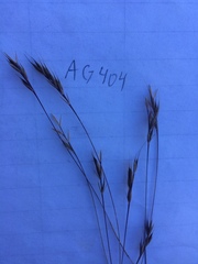 Festuca microstachys