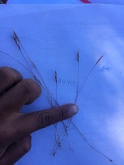 Festuca microstachys