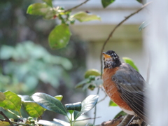 Turdus migratorius