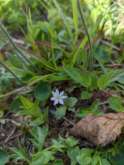 Lysimachia europaea