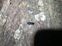 Figulus binodulus