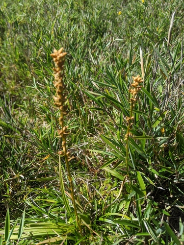 Aletris glabra, photograph 5